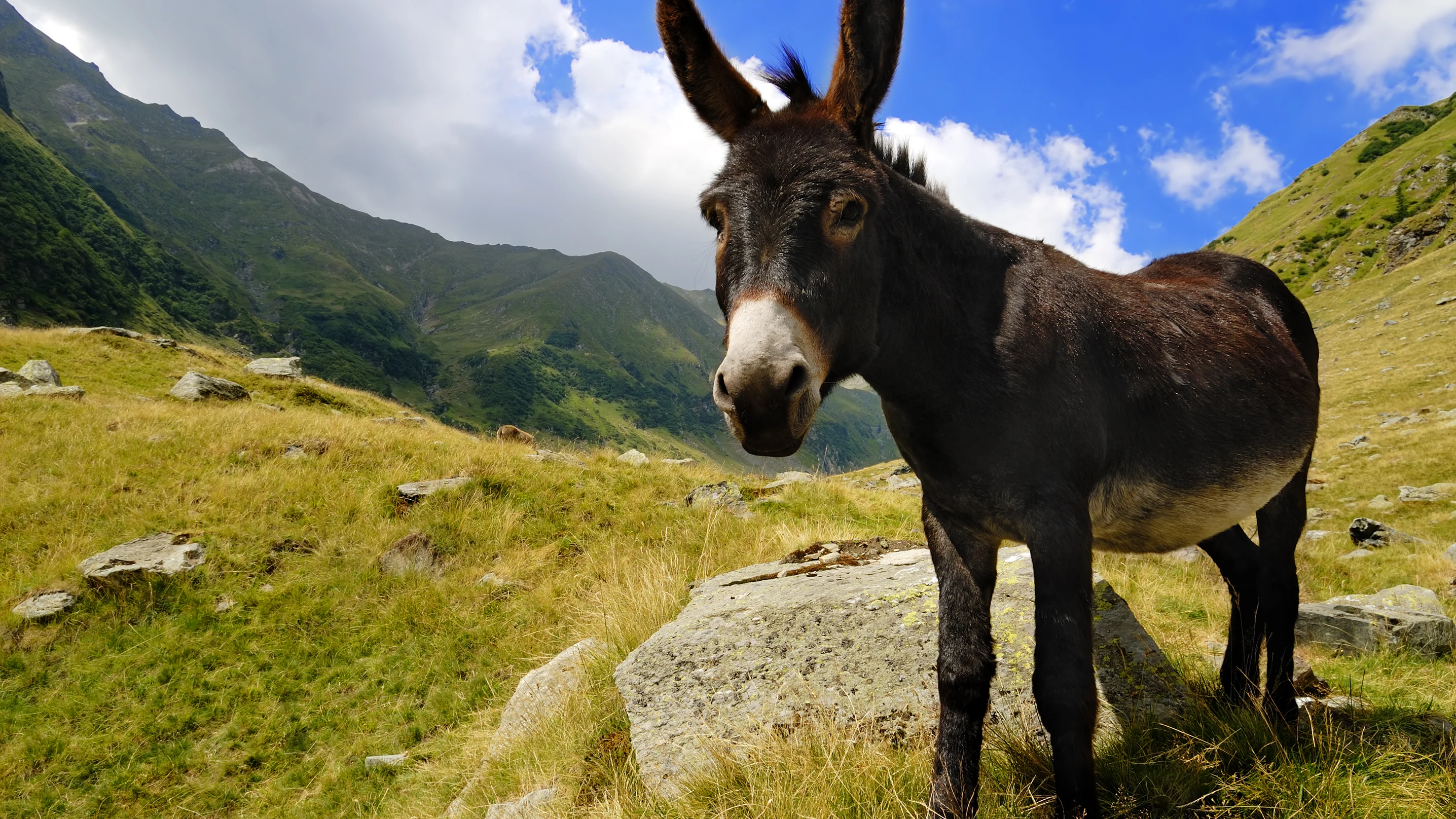 Burro en las montañas Burro en las montañas