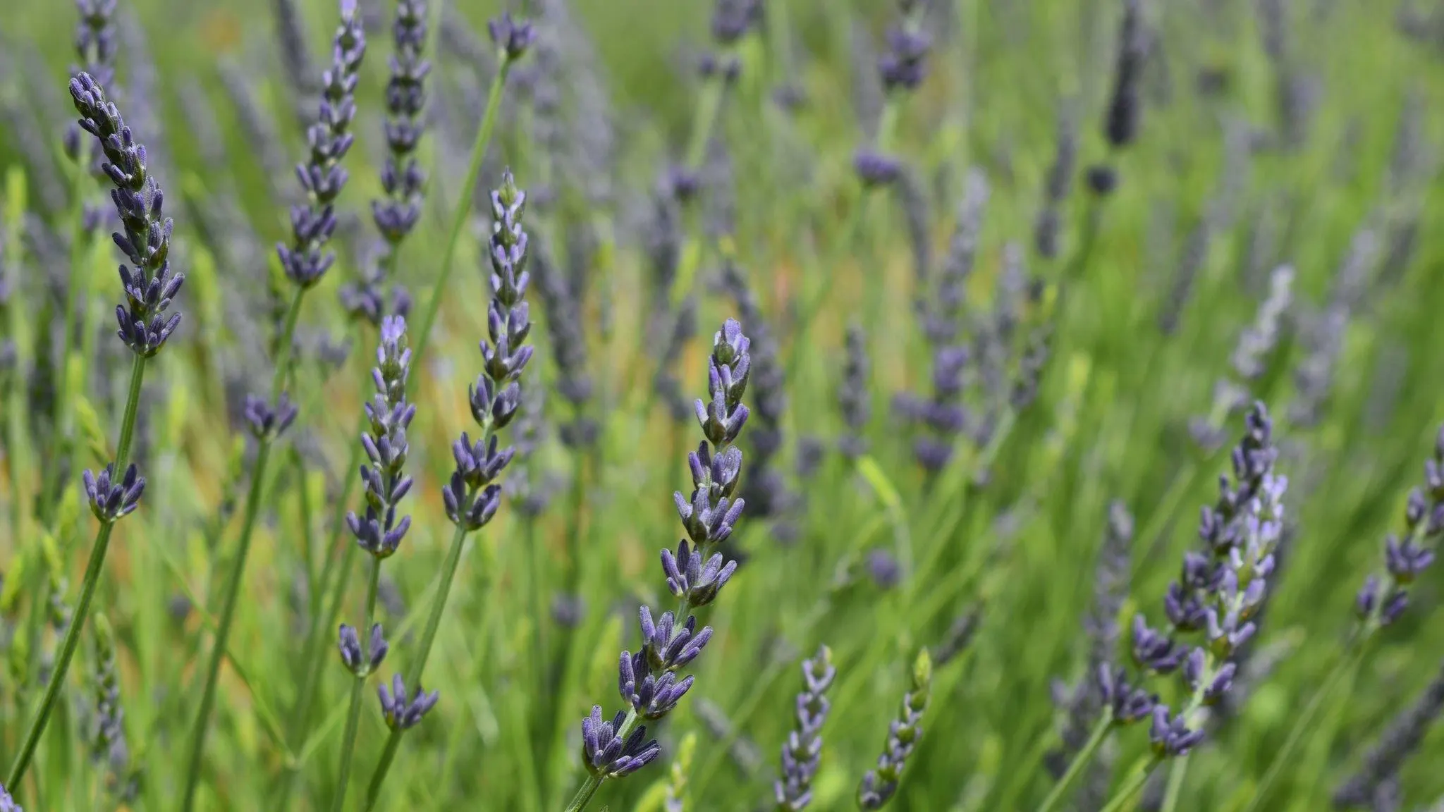 Lavanda Lavanda