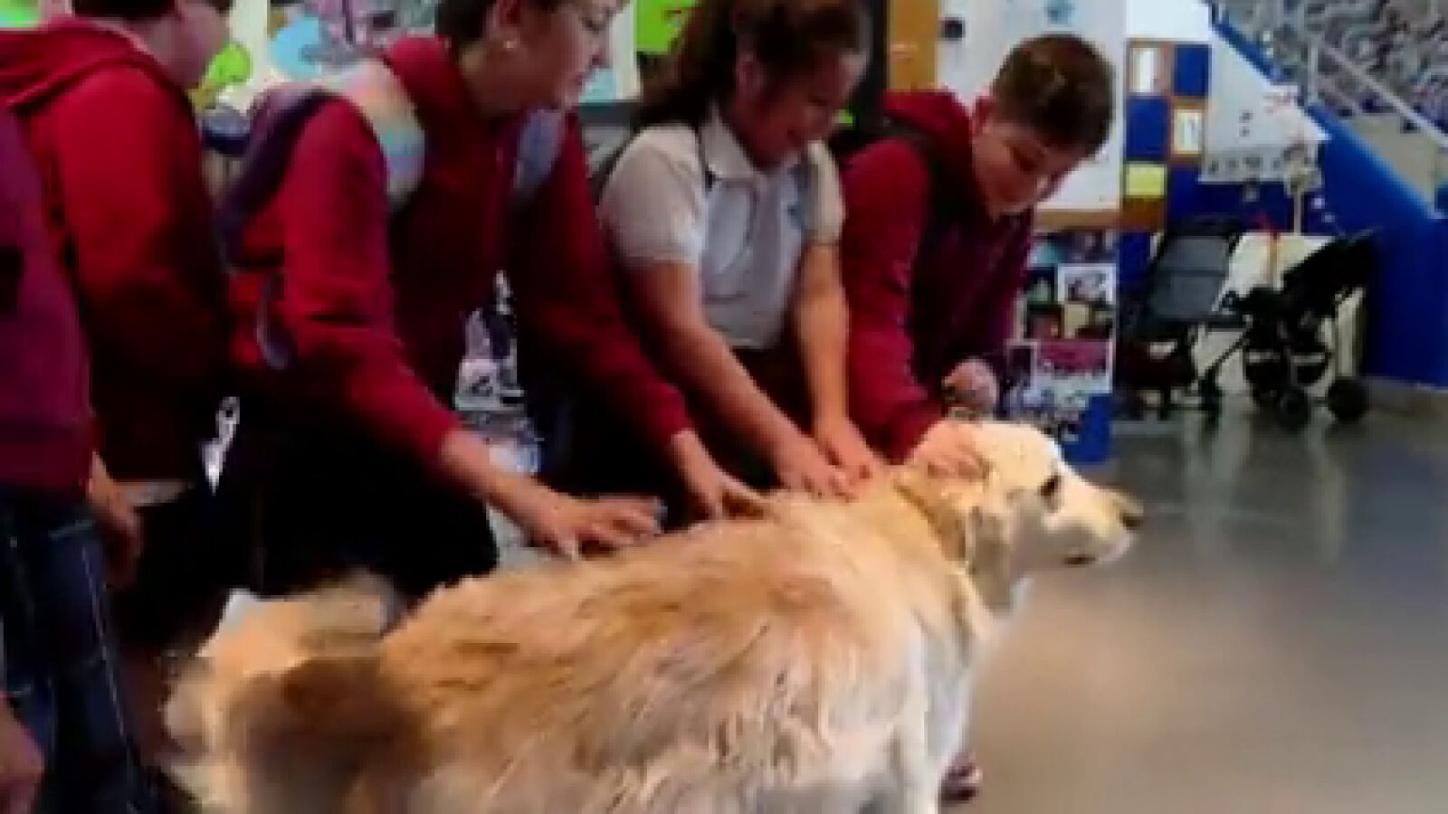 Assisi, el perro que es la alegría de alumnos y profesores en un colegio de Sabadell