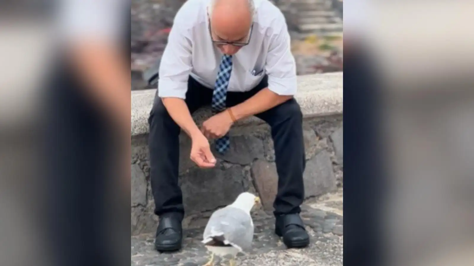 Paco y la gaviota Rosita Paco y la gaviota Rosita