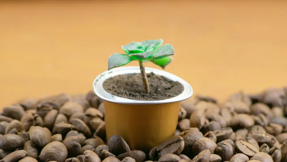 Una planta en una cápsula de café