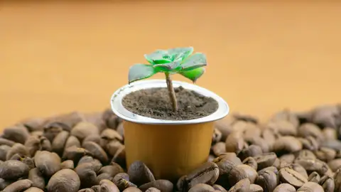 Una planta en una cápsula de café Una planta en una cápsula de café
