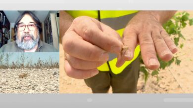  Mosquitos tigre, moscas, saltamontes ¿Hay más plagas este verano que otros años?