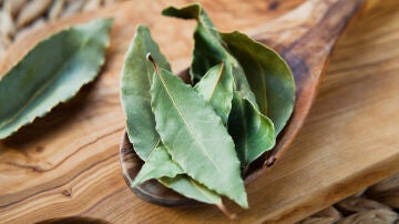 Hojas de laurel