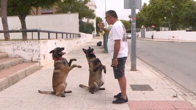 Simba y Reina, las mascotas soñadas: saben sacar la basura, ayudar en las tareas del hogar... ¡Y hacer zumo!