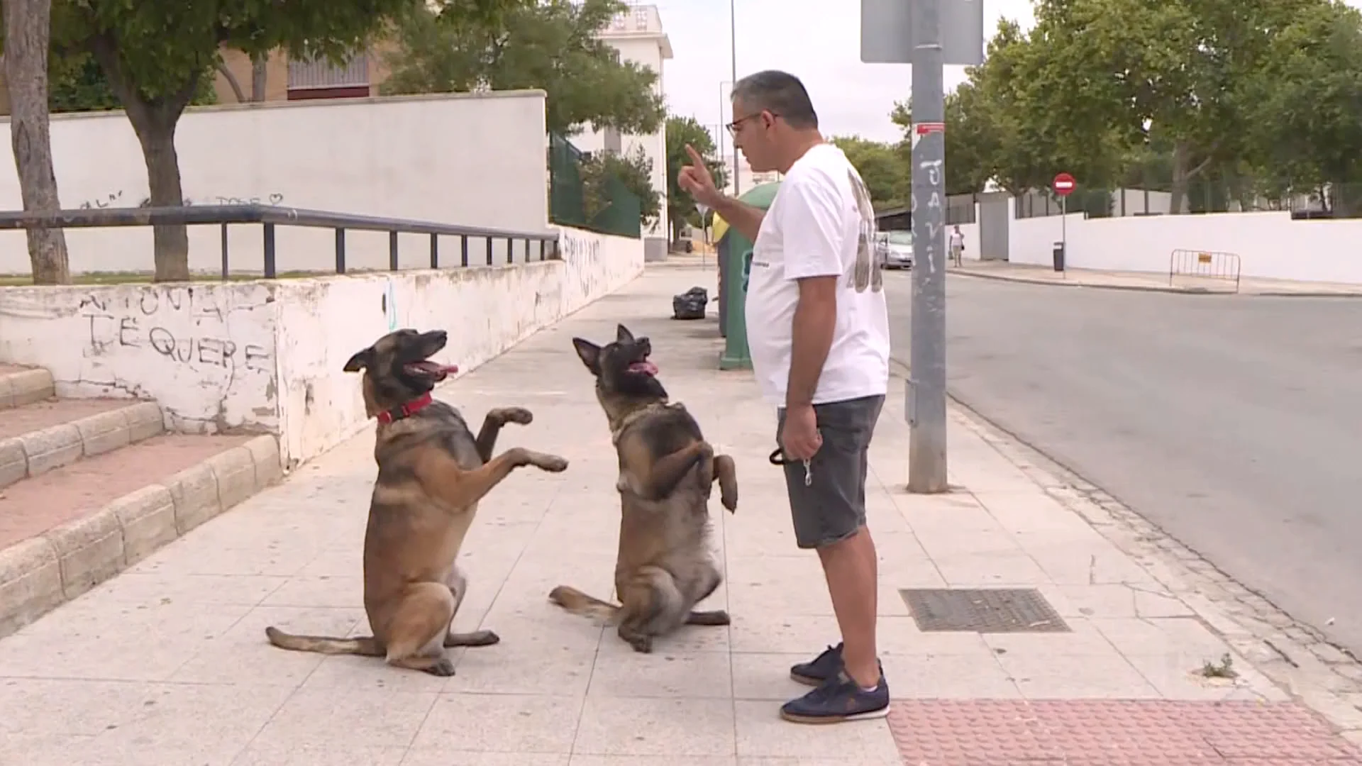 Simba y Reina, las mascotas soñadas: sacan la basura, ayudan en las tareas del hogar y saben hacer zumo Simba y Reina, las mascotas soñadas: sacan la basura, ayudan en las tareas del hogar y saben hacer zumo