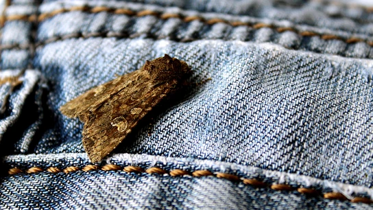 Polilla en la ropa Polilla en la ropa