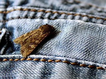 Polilla en la ropa Polilla en la ropa