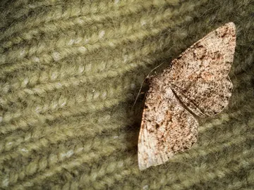 Polilla en ropa Polilla en ropa