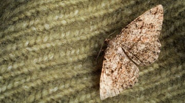 Polilla en ropa