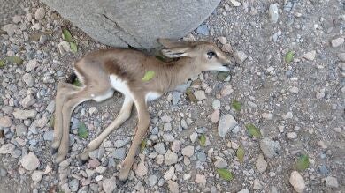 Mueren cuatro gacelas y un arruí por 