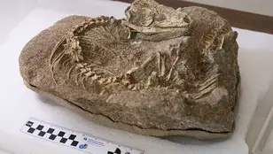 Fósil de lagarto hallado en Tenerife 