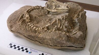 Encuentran por sorpresa un fósil de lagarto de 700.000 años en Tenerife extinguido antes de la presencia humana 