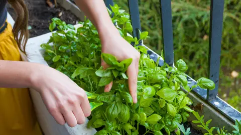 Albahaca fresca Albahaca fresca