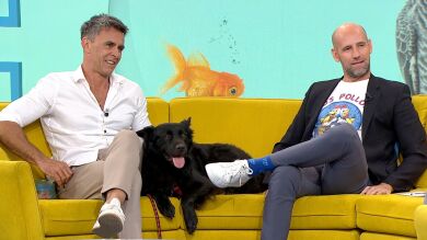 Atrapados en el duelo tras la muerte de una mascota: ¿Cómo son las terapias para superar la pérdida de un animal?