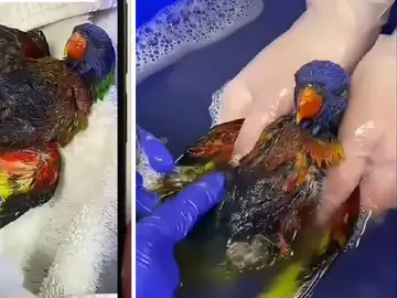 La emotiva reacción de un loro tras ser salvado de morir La emotiva reacción de un loro tras ser salvado de morir