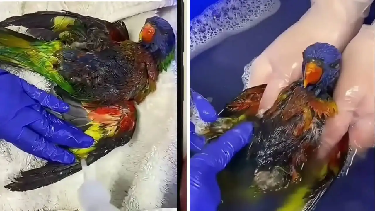 La emotiva reacci&oacute;n de un loro tras ser salvado de morir