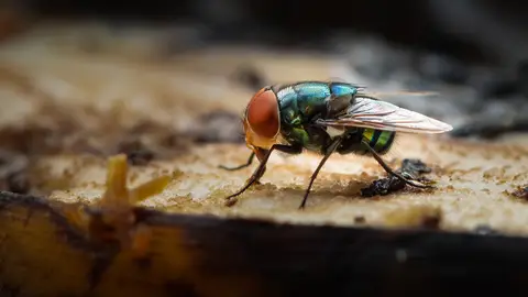 Mosca Mosca