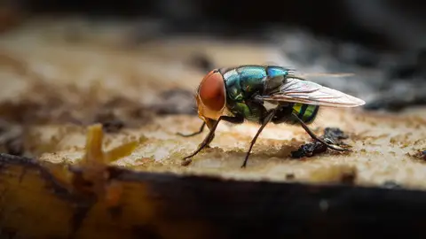Mosca Mosca