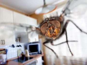 Mosca en la cocina Mosca en la cocina