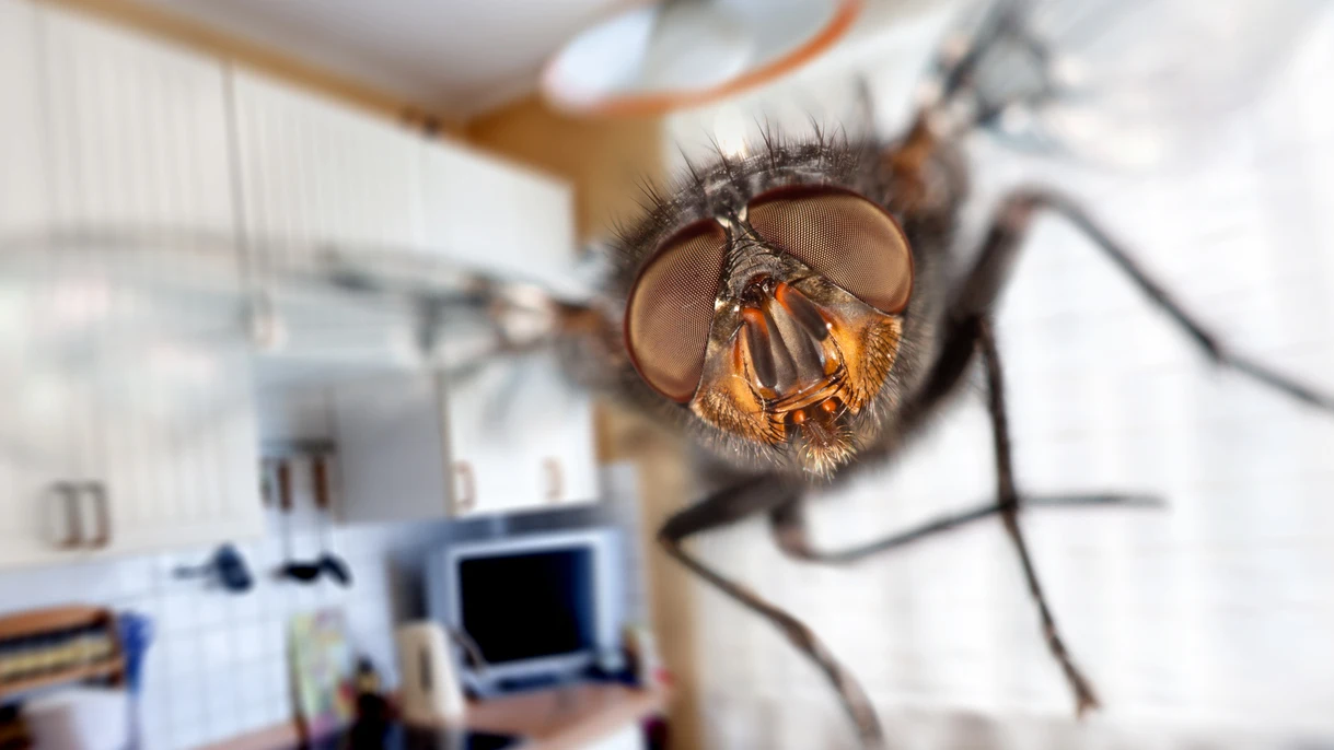 Mosca en la cocina Mosca en la cocina