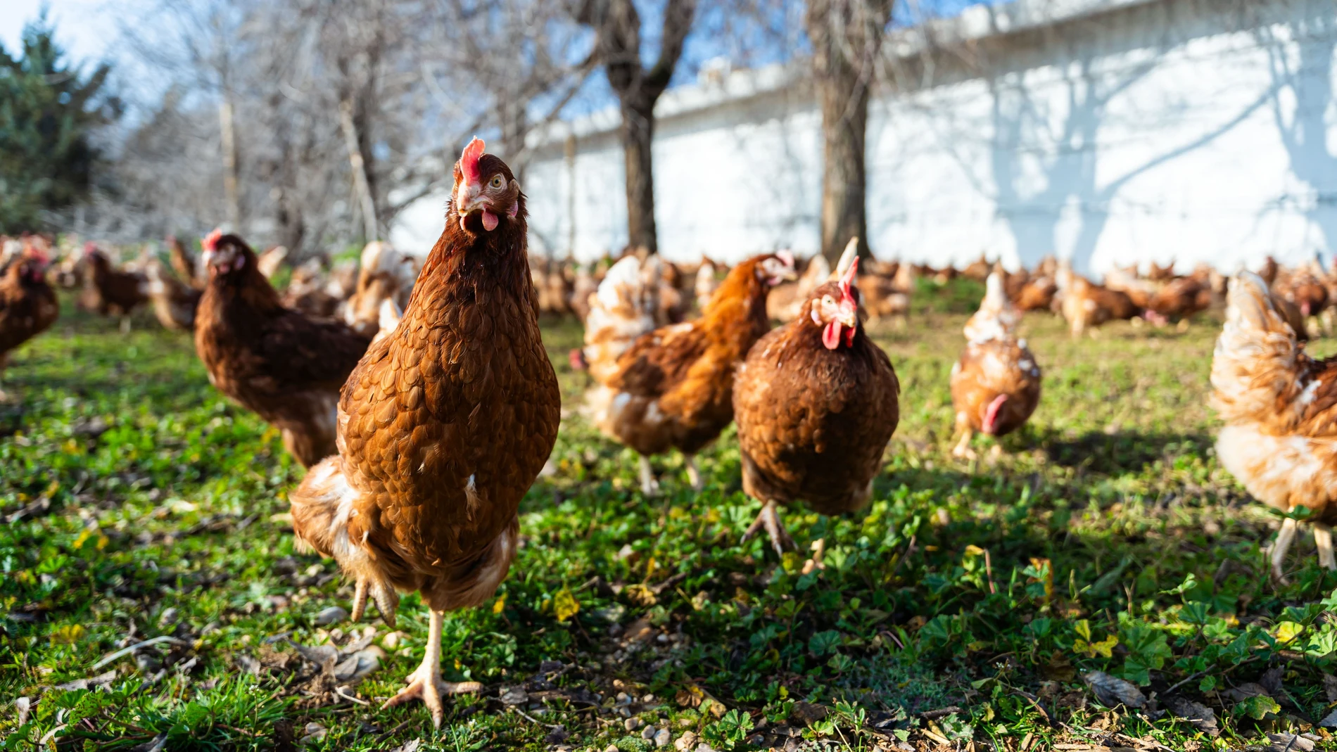 Imagen de archivo de gallinas Imagen de archivo de gallinas