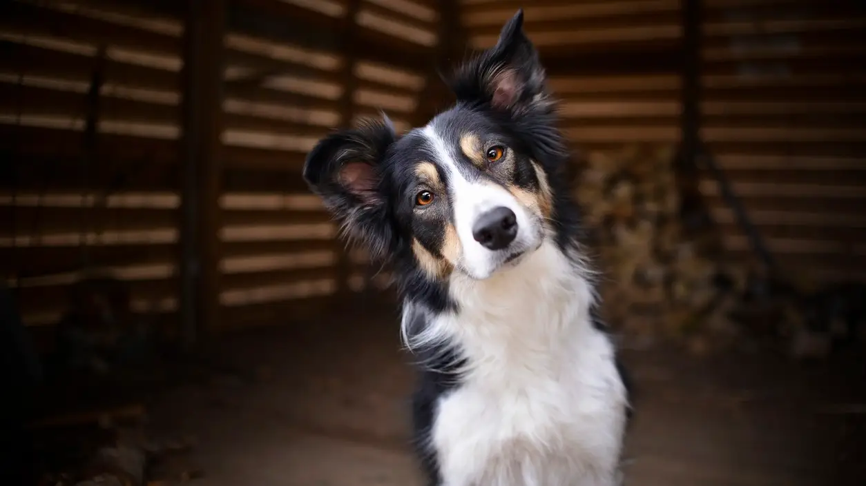 Border Collie
