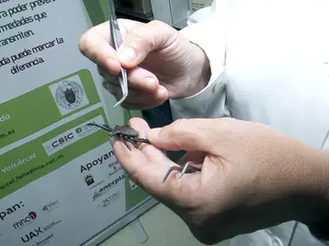 Experta explica cómo extraer una garrapata Experta explica cómo extraer una garrapata