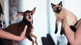 Un perro y un gato