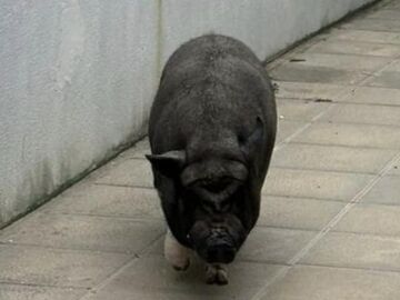 Un enorme cerdo se pasea a sus anchas por un barrio de Las Palmas