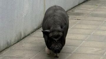 Un enorme cerdo se pasea a sus anchas por un barrio de Las Palmas