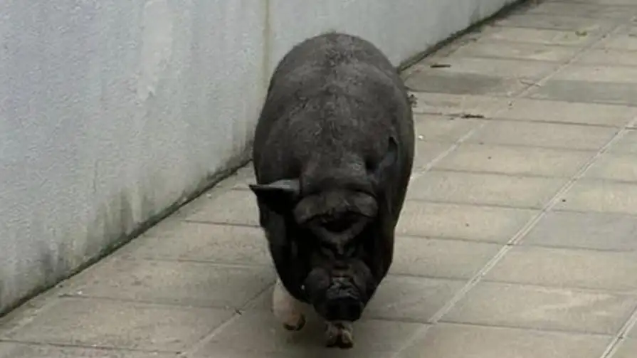 Un enorme cerdo se pasea a sus anchas por un barrio de Las Palmas Un enorme cerdo se pasea a sus anchas por un barrio de Las Palmas
