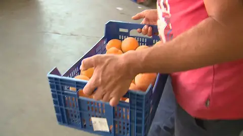 Robo de melocotones en Calahorra Robo de melocotones en Calahorra