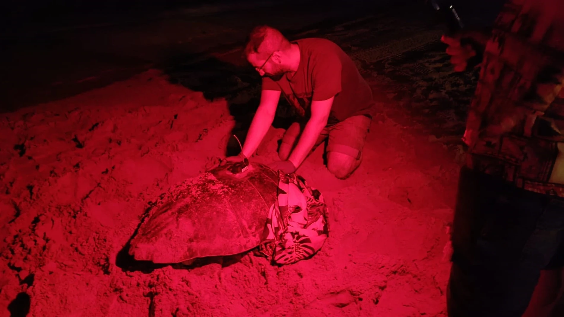 Un tortuga pone 117 huevos en Arenales del Sol Un tortuga pone 117 huevos en Arenales del Sol