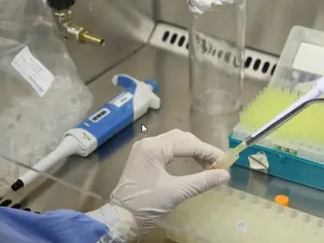 La OPS alerta al continente americano sobre la posible transmisión materno-infantil del virus de Oropouche La OPS alerta al continente americano sobre la posible transmisión materno-infantil del virus de Oropouche