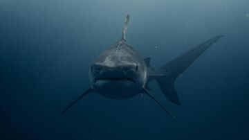Tiburón, imagen de archivo