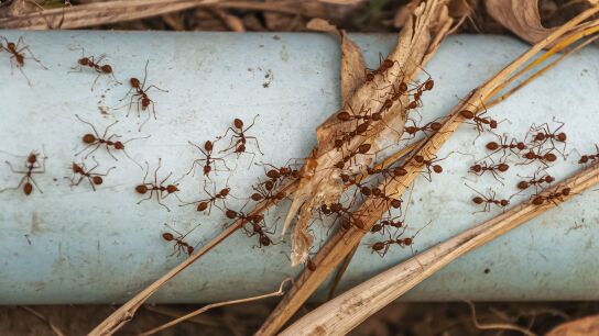 Plaga de hormigas