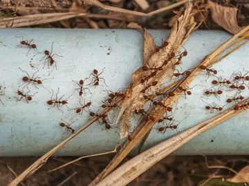 Plaga de hormigas Plaga de hormigas