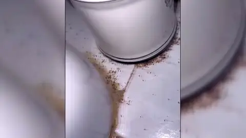 Alquilan un piso vacacional y lo encuentran lleno de cucarachas y larvas: "Era irnos o dormir en el coche" Alquilan un piso vacacional y lo encuentran lleno de cucarachas y larvas: "Era irnos o dormir en el coche"