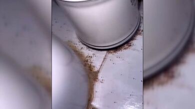 Alquilan un piso vacacional y lo encuentran lleno de cucarachas y larvas: 