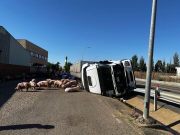 Accidente de tráfico producido por el vuelco de un camion de cerdos en Villalón de Campos (Valladolid)