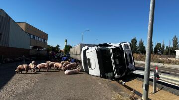 Accidente de tráfico producido por el vuelco de un camion de cerdos en Villalón de Campos (Valladolid)