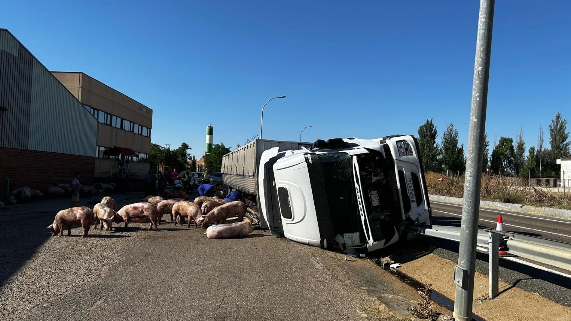 Accidente de tráfico producido por el vuelco de un camion de cerdos en Villalón de Campos (Valladolid) Accidente de tráfico producido por el vuelco de un camion de cerdos en Villalón de Campos (Valladolid)