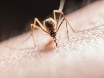Mosquito, imagen de archivo