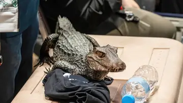 Imagen de archivo de un cocodrilo Imagen de archivo de un cocodrilo