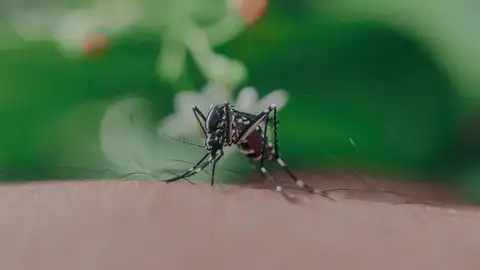 Mosquito Mosquito