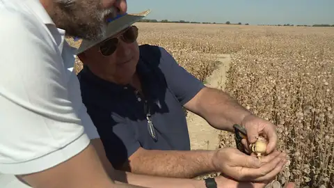 Imagen de una plantación de opio Imagen de una plantación de opio