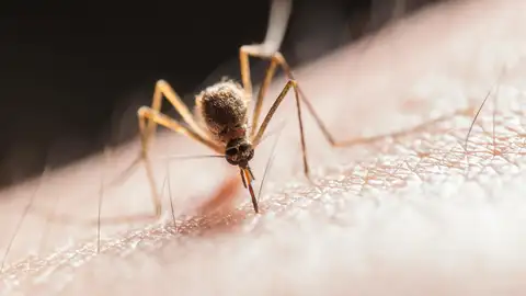 Imagen de archivo de un mosquito. Imagen de archivo de un mosquito.