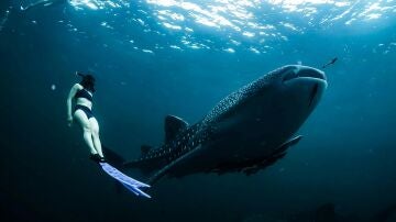 Tiburón ballena, imagen de archivo