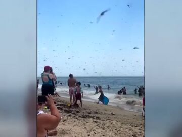 Una plaga de libélulas atemoriza a los bañistas en una playa